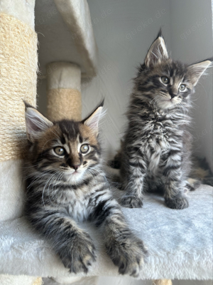 Maine Coon Kitten 