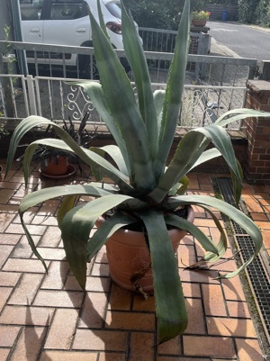 Agave (Kübelpflanze)