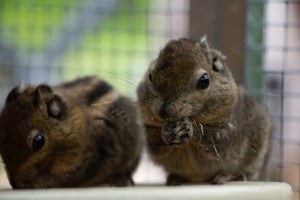 Baumstreifenhörnchen, Streifenhörnchen,Tamiops swinhoei 