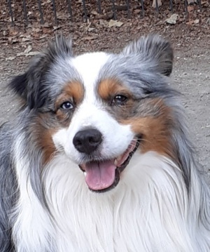 Miniature Australian Shepherd Deckrüde 