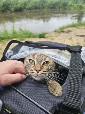 Junge Katze sucht dringend ein gemütliches zu Hause