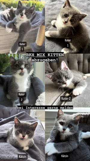 BKH MIX KITTEN