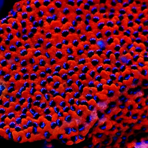 Verschiedene Korallen zu verschenken 