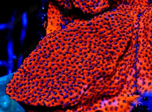 Montipora Mystic Sunset zu verschenken 