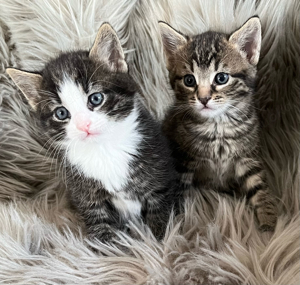 2 Kitten (Katerchen) - jetzt 13 Wochen alt abzugeben