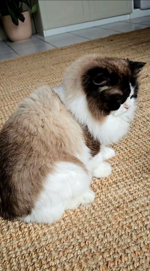 Ragdoll Deckkater mit Stammbaum. Champion Bild 5