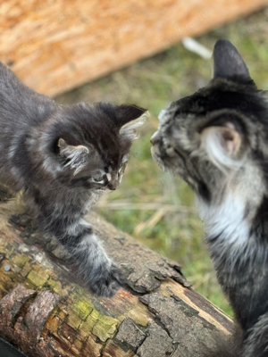 Maine Coon Kitten Kater