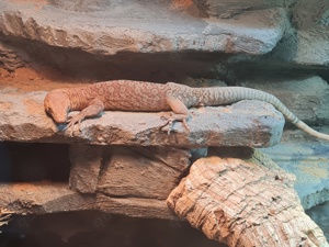 varanus pilbarensis, Pilbara Waran