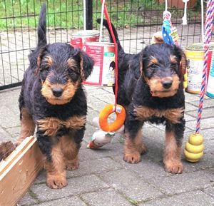 Airedale Terrier Welpen VDH KfT Papiere von seriösem Züchter*VDH