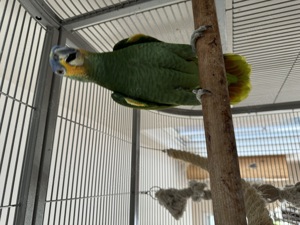 Amazonen abzugeben Bild 6