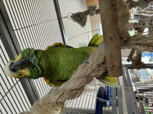 Amazonen abzugeben Bild 7