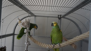 Amazonen abzugeben Bild 3