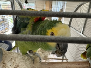 Amazonen abzugeben Bild 4