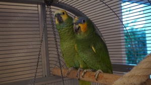 Amazonen abzugeben Bild 2