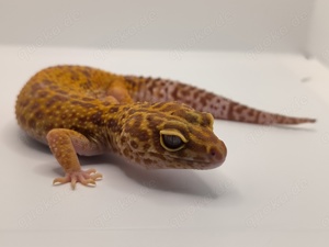 0.1 Leopardgecko Tang. Tremper Albino