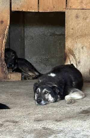 Zeus H ca. 45 cm   hofft auf ein neues Leben