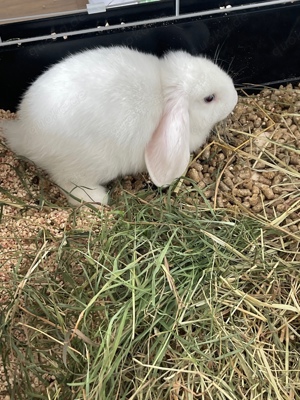 zwergkaninchen zu verschenken 