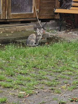 Zwei kleine Katzen abzugeben 