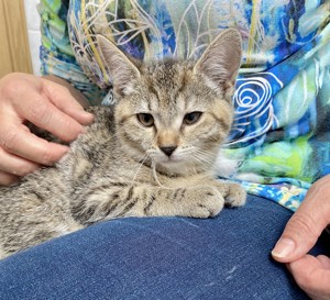 Zwei kleine Katzen abzugeben