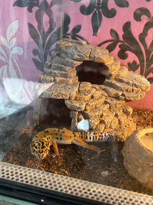 Leopardgecko Tangerine zu verkaufen (8 Monate)