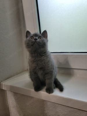 BKH kitten - British short hair kitten