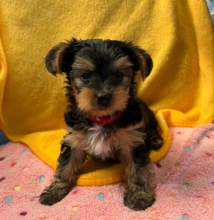 Mini Yorkshirer Terrier  Welpen