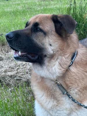 Schäferhund Kangal Mix