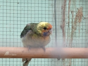 Pennantsittich Bild 2