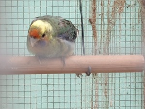 Pennantsittich Bild 3