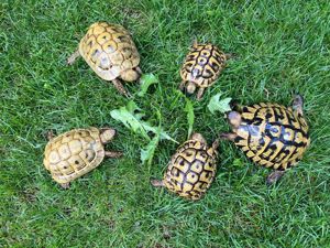 Griechische Landschildkröten