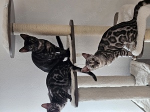 Reinrassige Bengal Kitten  black silver , charcoal, melanistic, schwarz