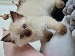 Ragdoll Kitten 