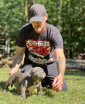 American Bully Welpen