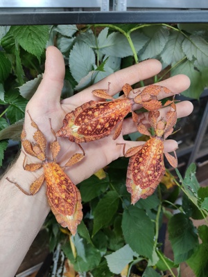 Phyllium tobeloense "Galela" Wandelnde Blätter Phasmiden 