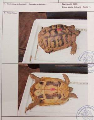 3 Landschildkröten-Weibchen (alle eierlegend) aus Privatbesitz abzugeben