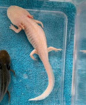 Axolotl - bringt alles mit was er braucht