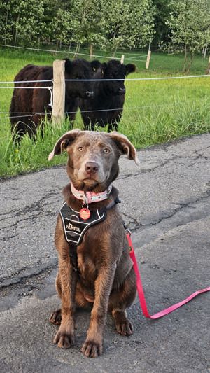 Labrador Weibchen Silber.