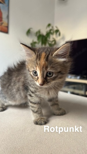 EKH Kitten, babykatze