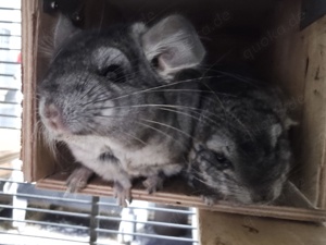 Chinchilla Böckchen Duo