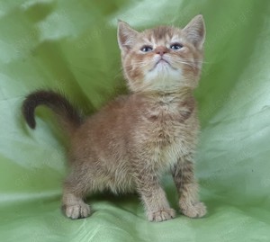 Britisch 'Garfield' Kater