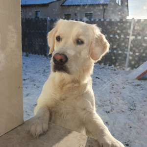 Schäferhund  Golden Retriever mix 