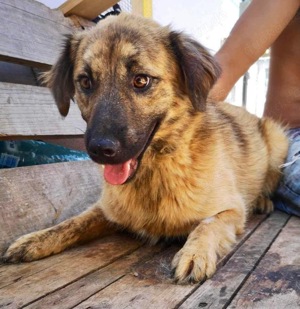 Edgar - Traumhund zerbricht im Shelter.