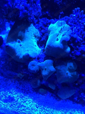 Discosoma Blau Bild 3