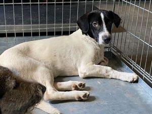 Irene, z.Zt. in Ungarn, kleiner Sonnenschein möchte Dich zum Strahlen bringen