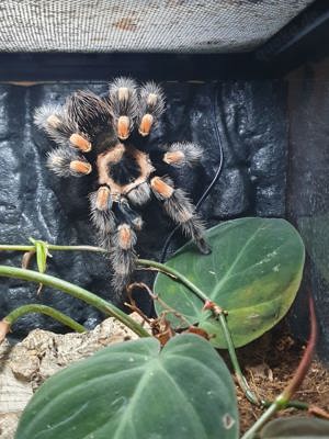 1.0 Brachypelma harmorii