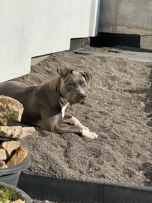 American Bully Hündin XL 