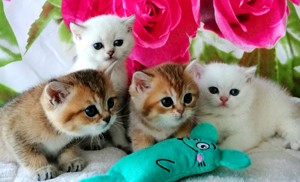 Reinrassige BKH Kitten mit Stammbaum von Championeltern