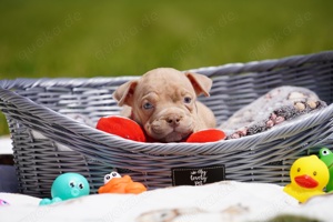 Reinrassige Pocket American Bully Welpen mit ABKC Papiere auf Familiensuche