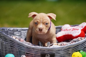 Reinrassige Pocket American Bully Welpen mit ABKC Papiere auf Familiensuche