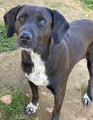 Hailey, geb. ca. 06 2015, lebt in GRIECHENLAND, auf einem Gelände, notdürftig versorgt Bild 2